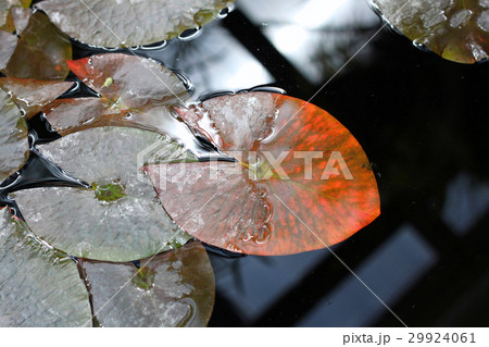 Leaves of the water Lily 29924061