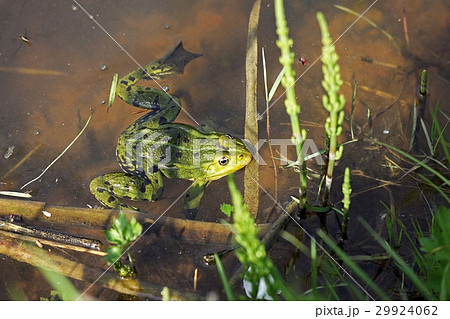 Pool frog (Pelophylax lessonae) 29924062
