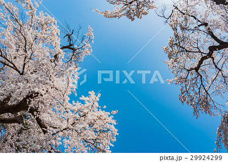 しだれ桜 29924299