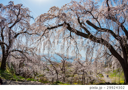 しだれ桜 29924302