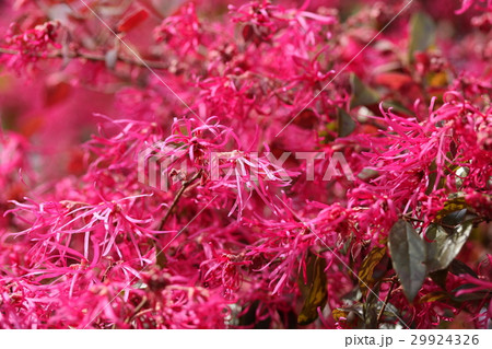 アカバナマンサク 29924326