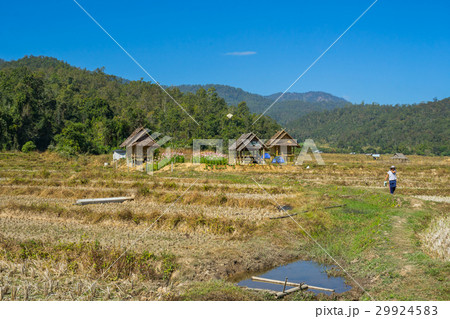 Rice field after harvested at Pai, Thailand 29924583