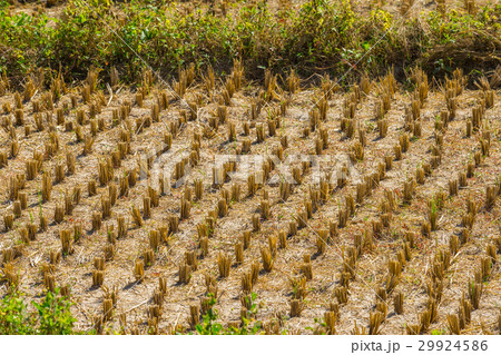 Rice field after harvested at Pai, Thailand Rice field after harvested at Pai, Thailand 29924586