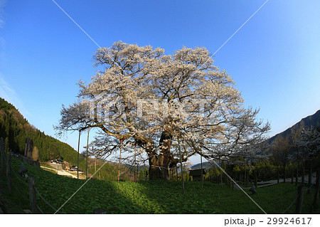 醍醐桜739 醍醐桜739 29924617