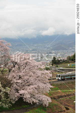 勝沼甚六桜と中央線を走る211系普通電車 29924650