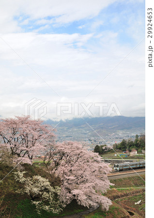 勝沼甚六桜と中央線を走る211系普通電車 29924653