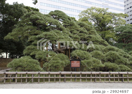 浜離宮恩賜庭園（300年の松） 29924697
