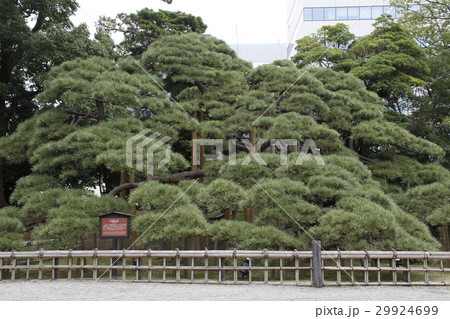 浜離宮恩賜庭園（300年の松） 29924699