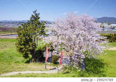 静岡県 井伊直親の墓 春 29924789