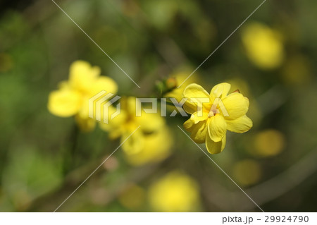 キソケイ キソケイ 29924790