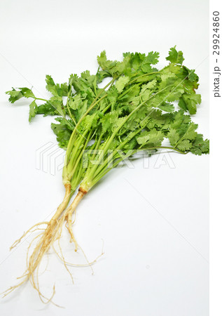Fresh coriander bunch Fresh coriander bunch 29924860