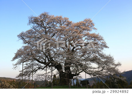醍醐桜765 29924892
