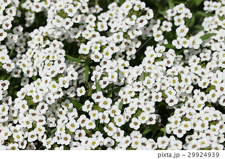 アリッサム 29924939