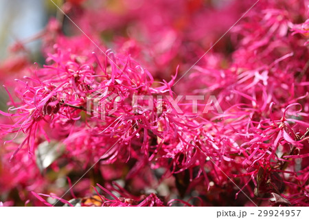 アカバナマンサク 29924957