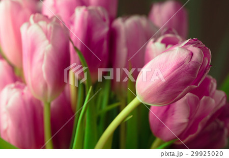 Bouquet of pink tulips close up photo. 29925020