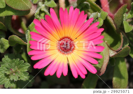 リビングストンデージー 29925071