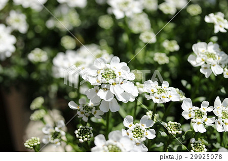 イベリス イベリス 29925078