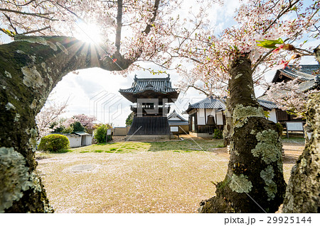 余慶寺の鐘楼堂の春の風景と太陽の輝き 余慶寺の鐘楼堂の春の風景と太陽の輝き 29925144
