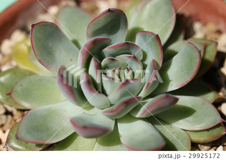 プレリンゼ／エケベリア 29925172