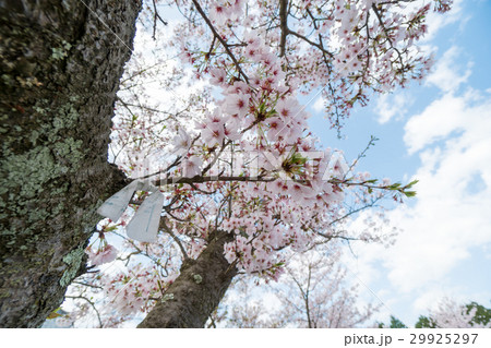 木に結ばれたおみくじ　サクラサク 29925297