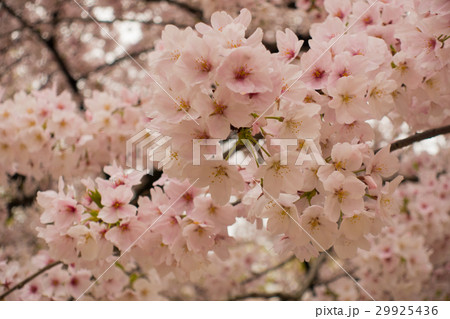 桜 桜 29925436