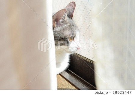 カーテンの向こうに猫 29925447