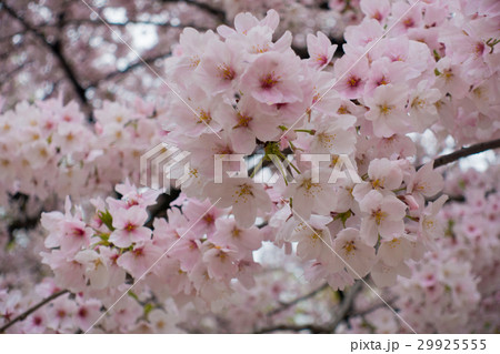 桜 桜 29925555