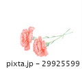 カーネーション２輪（横） 29925599