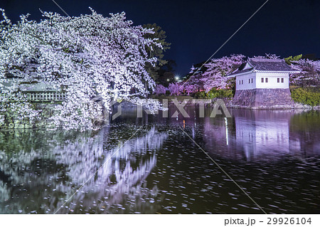 小田原城 夜桜 小田原城 夜桜 29926104