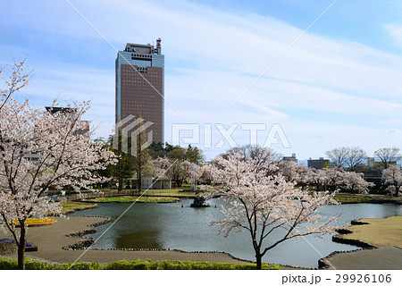 桜満開の前橋公園 桜満開の前橋公園 29926106