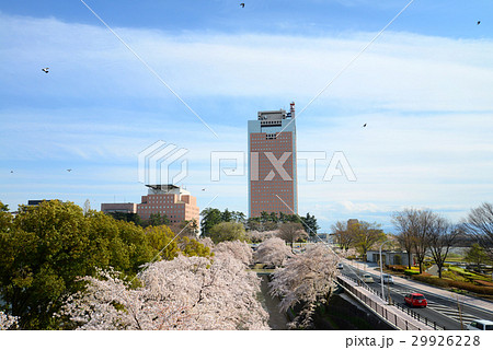 桜満開の前橋公園と群馬県庁 桜満開の前橋公園と群馬県庁 29926228