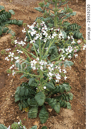 桜島大根の花 桜島大根の花 29926230