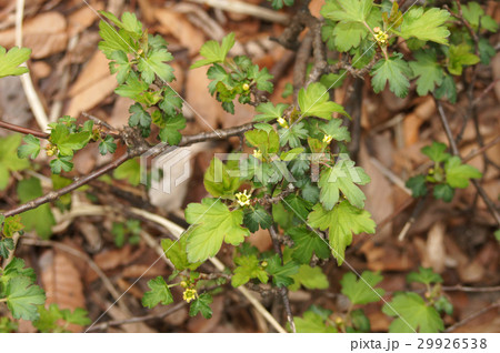 ヤブサンザシの小さい花 ヤブサンザシの小さい花 29926538