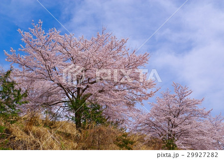 虎山千本桜 山道の桜と晴れた空 山里の春 東秩父村 Bの写真素材