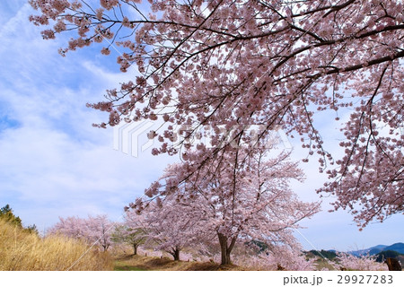 虎山千本桜　山道の桜と晴れた空　山里の春　東秩父村　c 29927283
