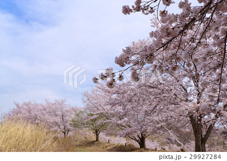 虎山千本桜　山道の桜と晴れた空　山里の春　東秩父村　d 29927284