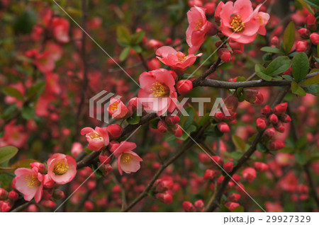 ボケの花 29927329