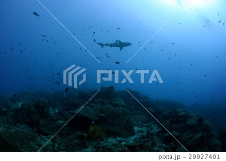 シャーク シャーク 29927401