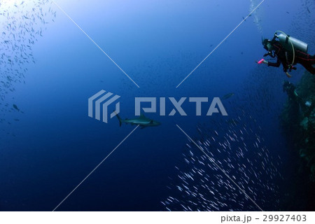 シャーク シャーク 29927403