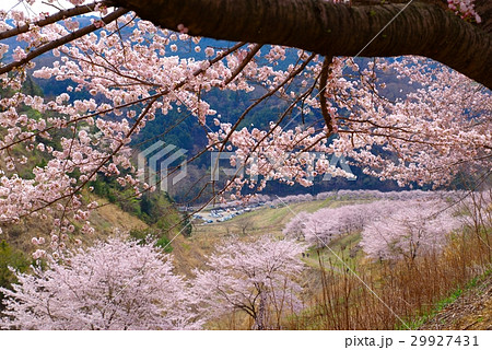 虎山千本桜 桜の大木と垣間見える眼下の並木 山里の春 東秩父村 Aの写真素材