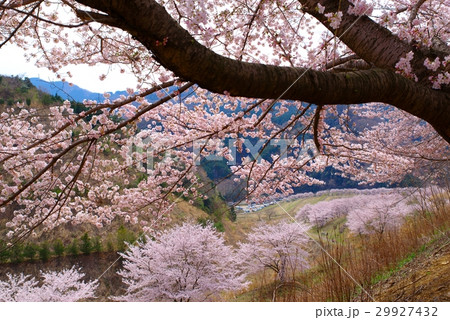 虎山千本桜　桜の大木と垣間見える眼下の並木　山里の春　東秩父村　b 29927432