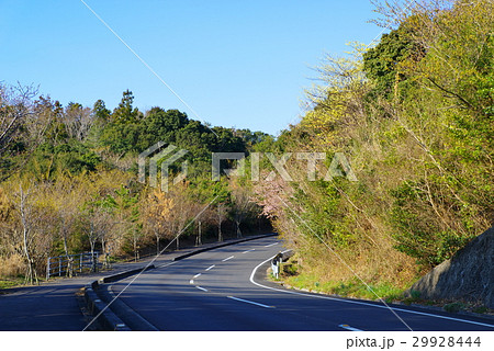 快晴の下のワインディングロード　桜並木の開花を待つ横山 伊勢志摩　h 29928444