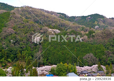 桜咲く東秩父村の春　和紙の里　e 29928936