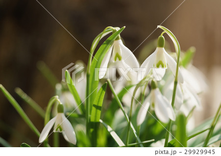 white snowdrops in sunny warm spring days white snowdrops in sunny warm spring days 29929945