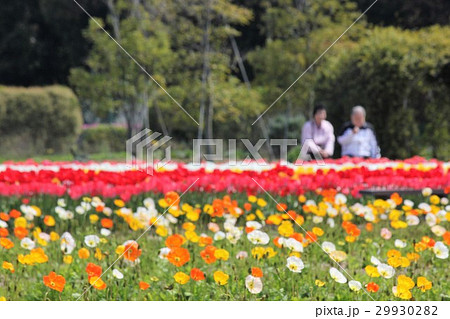 花畑を眺める夫婦 29930282