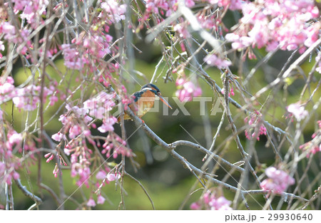 桜カワセミ　2017　枝垂れ暖簾ワイド 29930640