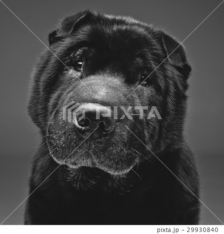 Beautiful black shar pei dog over grey background  29930840