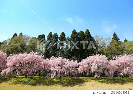DIC川村記念美術館のしだれ桜(4月)千葉県佐倉市 DIC川村記念美術館のしだれ桜(4月)千葉県佐倉市 29930841