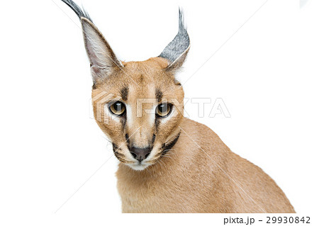 Beautiful caracal lynx isolated on white 29930842