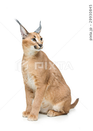 Beautiful caracal lynx isolated on white Beautiful caracal lynx isolated on white 29930845